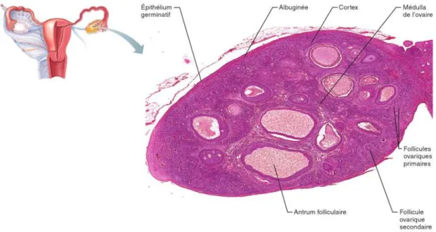 Figure 2: Photomicrographie de l’ovaire d’un mammifère montrant les follicules à différents  stades de développement (Elaine &amp; Katja , 2014) 
