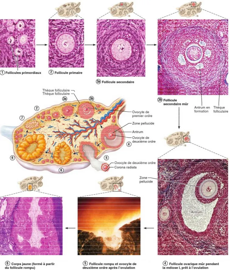Figure 4 : Représentation schématique et micrographies du cycle ovarien : développement des  follicules ovariques (Elaine &amp; Katja , 2014)