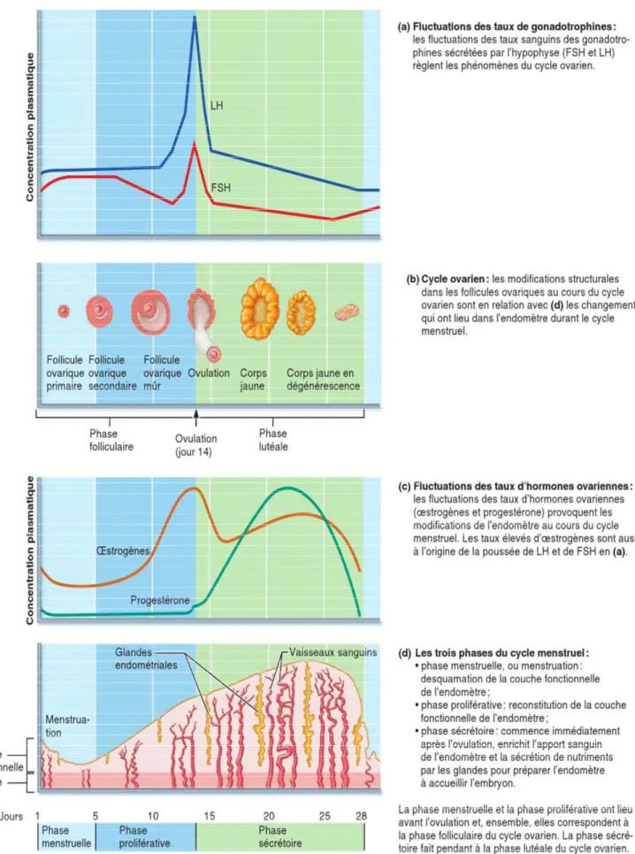 Figure 5  : l’adénohypophyse et les hormones ovariennes, en relation avec les modifications  structurales de l’ovaire et de l’utérus (Elaine &amp; Katja , 2014)