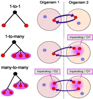 Figure  3-1.  Comparison  of  inparalog  groups.  BLAST  best  hits  are  used  to  define  the  potential relationships existing between inparalog groups