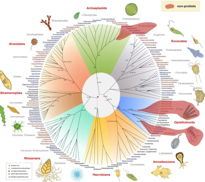 Figure 5-1. A recent tree of eukaryotes updated with protists genomes.  Adapted  from kepticwonder.fieldofscience.com