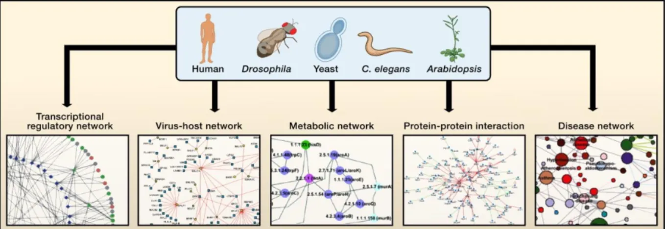 Figure 5-4. The available interactome networks in model organisms.  Adapted from   Pennisi, 2008