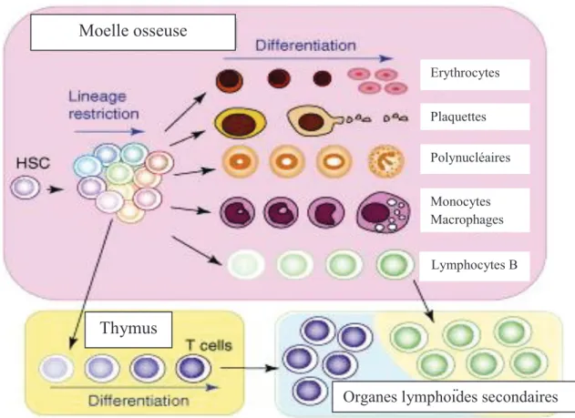 Figure 1 : Les différents sites de l'Hématopoïèse (Kawamoto and Katsura, Trends in Immunology, 2009) 