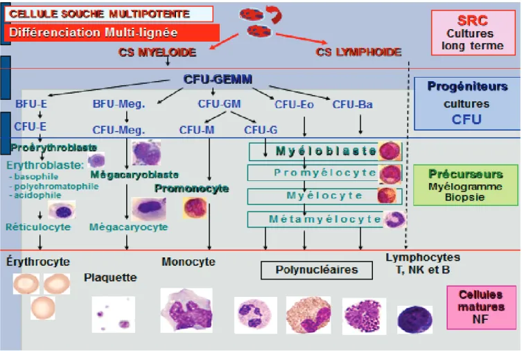 Figure 8 : Les différents compartiments de la moelle osseuse hématopoïétique (Laboratoire Hématologie-St Etienne)  CS : Cellule Souche, SRC : Short-Term Repopulating Cells, CFU: Colony Forming Unit, E: Erythroïde, Meg: Mégacaryocytaire, GM 