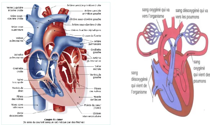 Figure 2 : Circulation du sang dans le cœur  [9]. 