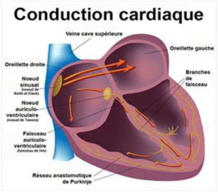 Figure 3 :  Système de conduction cardiaque [10]. 