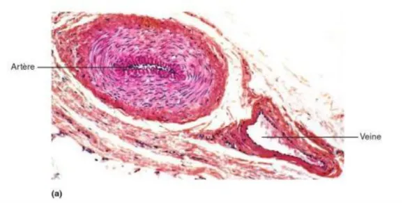 Figure  4  :   Structures  des  artères,  des  veines  et  des  capillaires.  a)  photomicrographie  au  microscope  optique  d’une  coupe  transversale  d’une  artère  musculaire  et  de  la  veine  qui  lui  correspond  (100x)