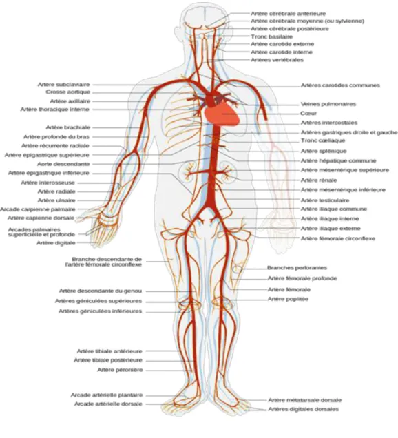Figure 5 : le système artériel [16]. 