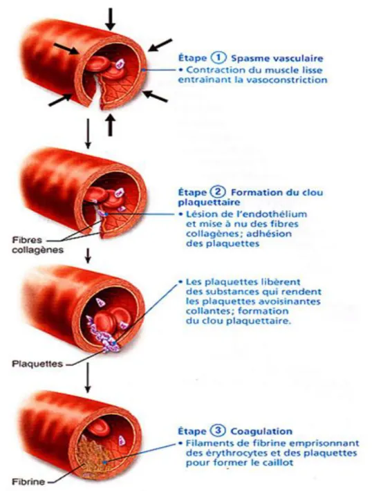 Figure 7 : Phases de l’Hémostase [41] 