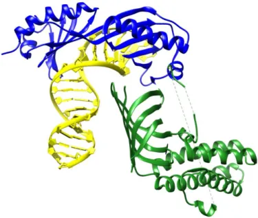 Figure 4 : Structure of TBP-DNA-TFIIA complex 