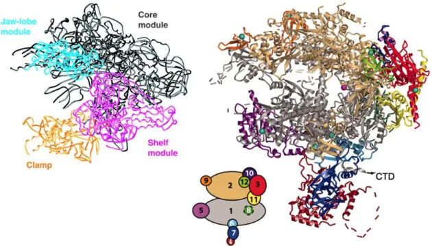 Figure 9: Molecular architecture of RNA pol II 