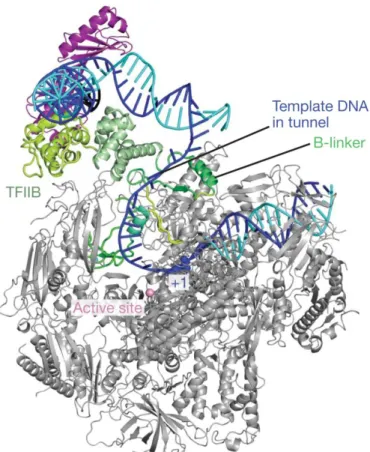 Figure 10: Structure of TFIIB-TBP-RNA pol II complex with opened DNA template 