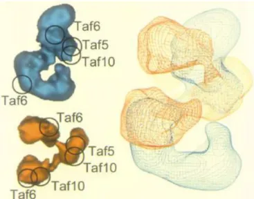Figure 23 : Comparison of Tafs position in SAGA and TFIID 