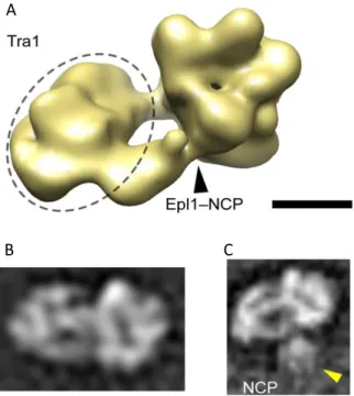 Figure 24 : Molecular architecture and nucleosome interaction site of NuA4. 