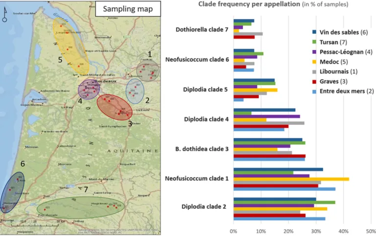 Fig. 4. Aquitaine map introducing the different appellations sampled and the histogram showing clade frequencies in these appellations.