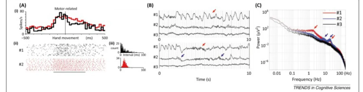 Figure 1. Example rhythmic and arrhythmic activity in neuronal firing and field potentials (Biyu He 2014)