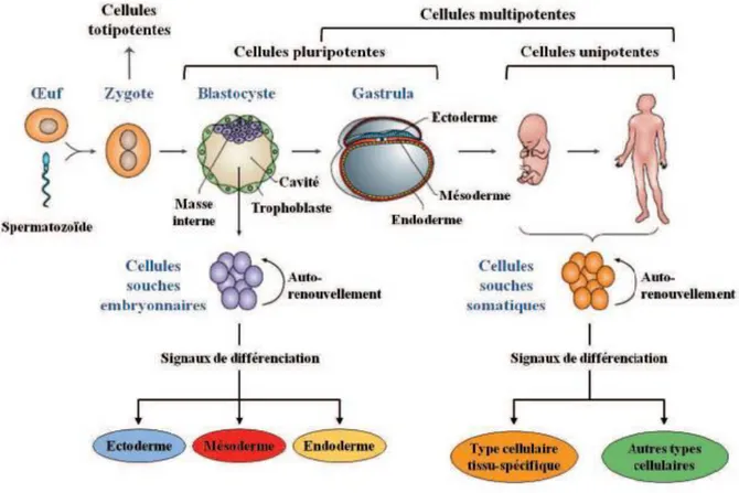 Figure 5: Origine des cellules souches embryonnaires et adultes (O ’ Connor &amp; Crystal,  2006) 