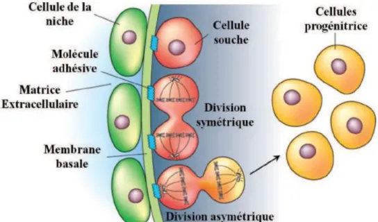 Figure 8 : Influence de la niche sur la division des cellules souches (Spradling et al.,  2001)