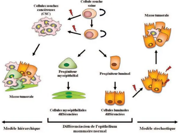 Figure 9 : Représentation schématique des deux théories de formation tumorale 