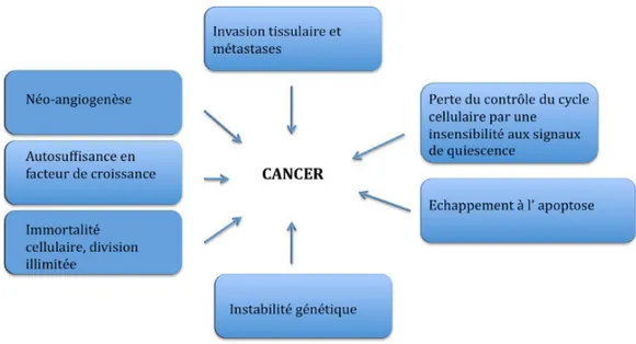 Figure 11 : Les 7 éléments-clés de l ’ oncogenèse selon Hanaban et Weinberg (2000) 