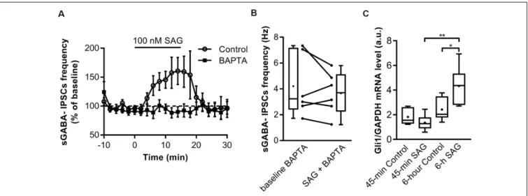 FIGURE 4 | SAG regulates GABA spontaneous activity through non-canonical signaling. (A) Time course of mean sGABA-IPSCs frequency during SAG application (100 nM) normalized to baseline period, in control conditions (circles) or with intracellular Ca 2+ -ch