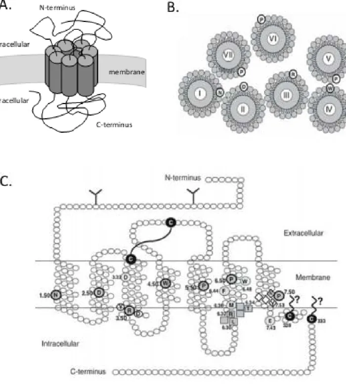 Figure 3: Opioid receptors structure