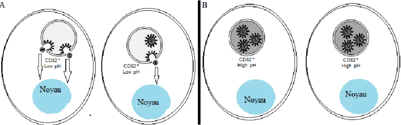 Figure  3 :  Schéma  hypothétique  sur  la  différence  de  capture  d’HTLV-1  entre  des  DCs  où  le  compartiment CD82+ est neutre (A) et des DCs où le compartiment CD82+ est acide (B)