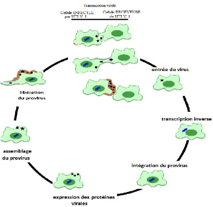 Figure  1 :  Cycle  Viral  d’HTLV-1  en  six  étapes.  Les  six  étapes  décrites  ci-dessus  lors  de  la  transmission  d’HTLV-1  d’une  cellule  infectée  à  une  cellule  receveuse  de  virus  permettent  de  suivre l’infection de la cellule receveuse 