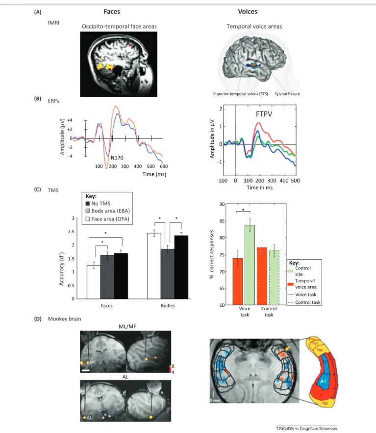 Figure 1. Face and voice-selective neural responses. (A) Left: face-selective areas revealed with functional MRI (fMRI) are shown in the occipital temporal cortex