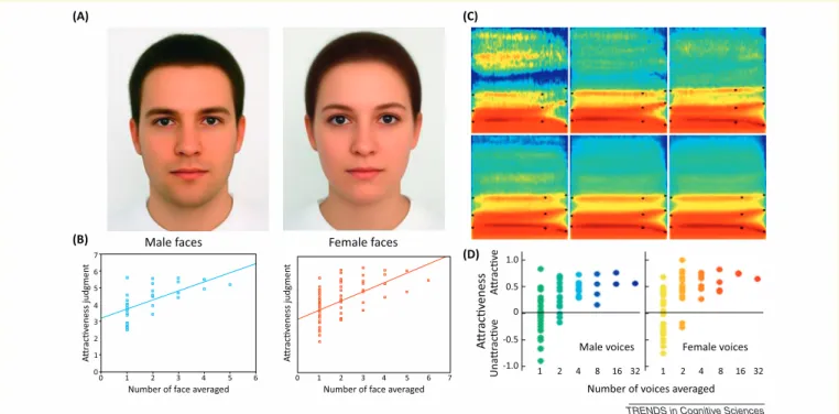 Figure I. Face and voice attractiveness judgments as a function of averaging. (A) Face composites generated by averaging 32 male faces (left) and 64 female faces (right)