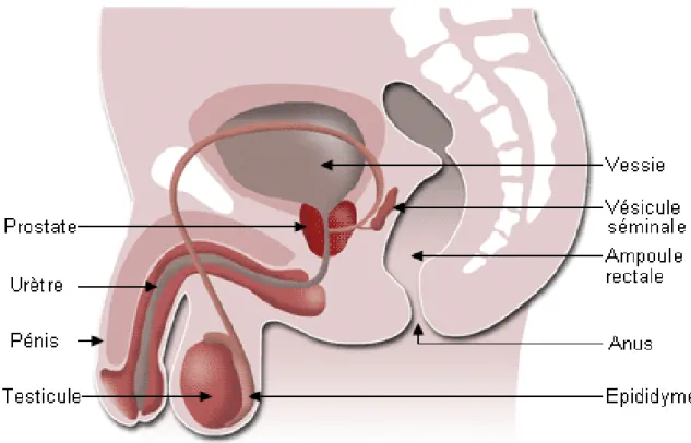 Figure 1 : l’appareil génitale masculine (coupe sagittale) (Vacheret., 2005) 
