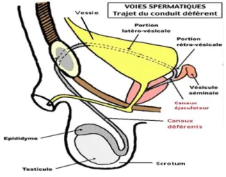 Figure 4 : le canal déférent (Oberlin et al. ,2004)  I.2.3.Urètre :  