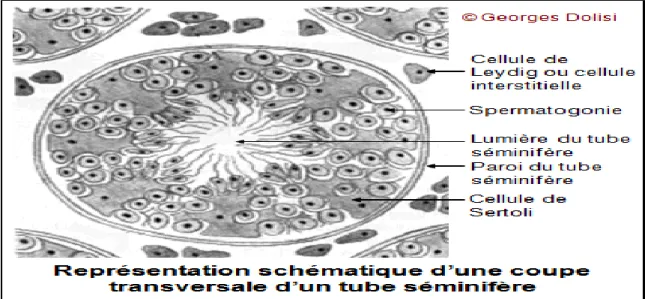 Figure 6 : coupe transversal d’un tube séminifère (Oberlin et al.2004) 