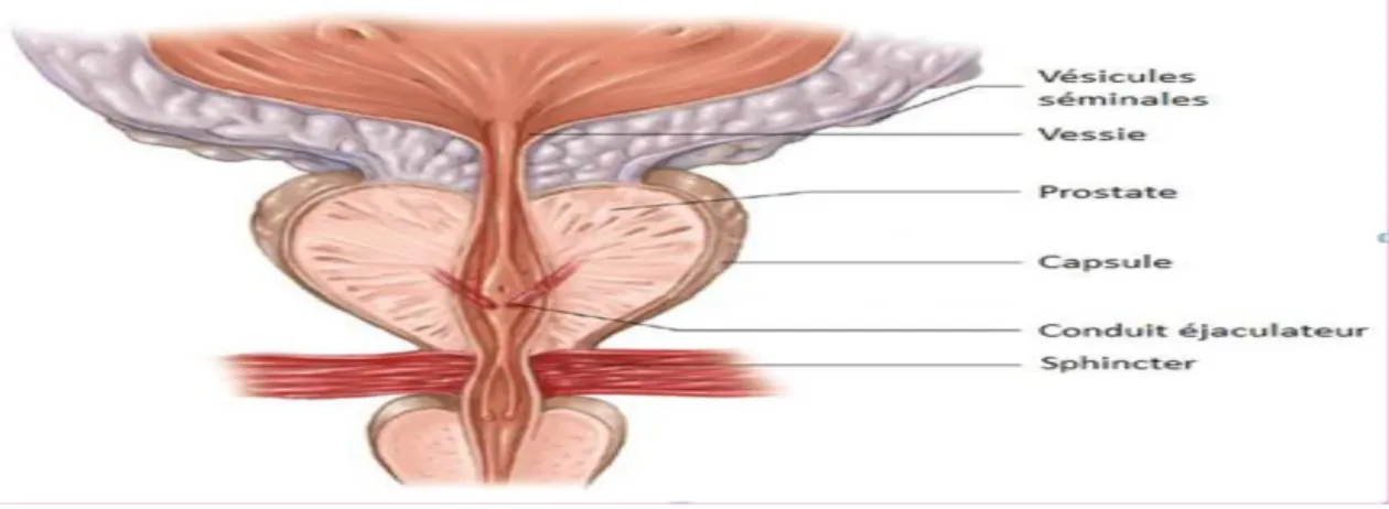 Figure 8 : prostate (Terriout et al.2000)  I.4.3.GLANDES BULBO-URÉTRALES : 