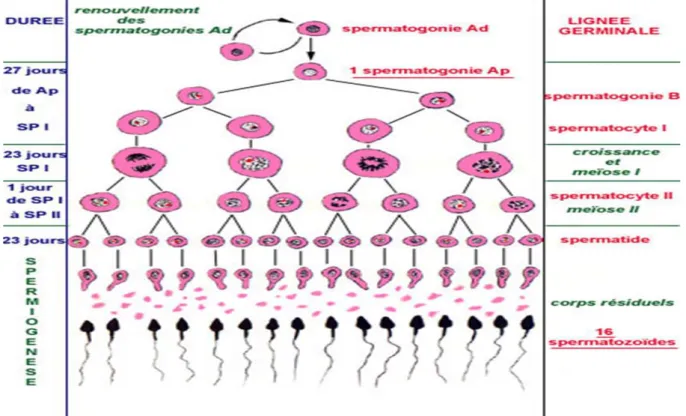 Figure 10 : la spermatogénèse (Vacheret., 2005) 