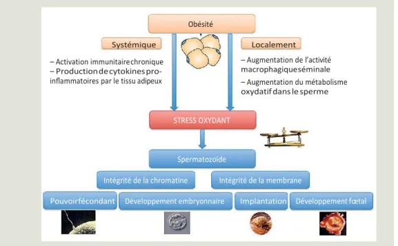 Figure 12 : obésité et altération des fonctions de reproduction masculines  IV.8.l’inﬂuence de la perte de poids sur les paramètres spermatiques 