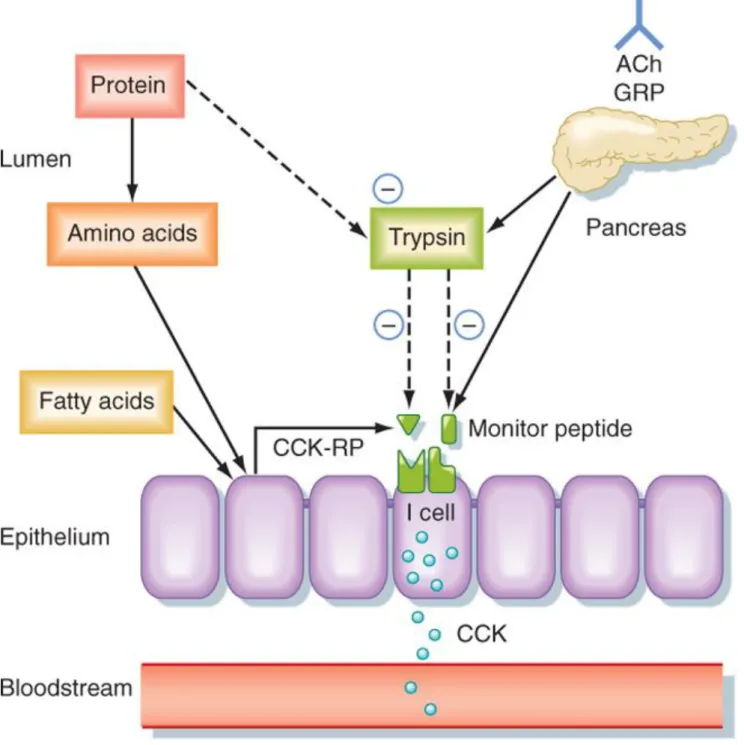 Figure 2.1 : Mécanismes chargés de contrôler la libération de  cholécystokinine (CCK) à partir de cellules du duodénum