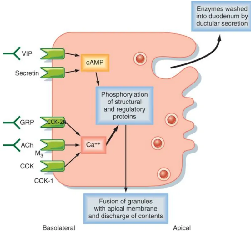 Figure 2.3 : Récepteurs de la cellule acineuse pancréatique et régulation de  la sécrétion par le biais des recepteurs d’Ach (l'acétylcholine); de CCK (la  cholécystokinine) CCK1-R