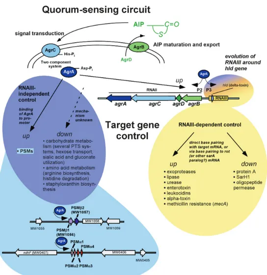 Figure 11. Modèle de contrôle de gènes cibles par Agr (d’après Queck et al., 2008). L’organisation  du locus agr est présentée au centre