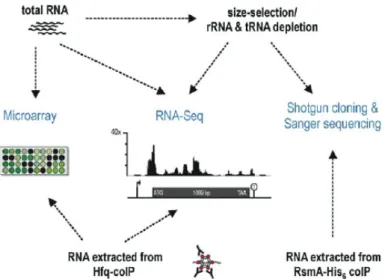 Figure 13. Interconnexion des différentes techniques utilisées pour la recherche d’ARN  régulateurs (d’après Sharma &amp; Vogel, 2009)