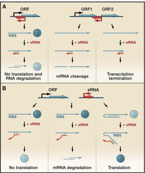 Figure 18. Régulation de la transcription par les ARN antisens (d’après Waters &amp; Storz, 2009)