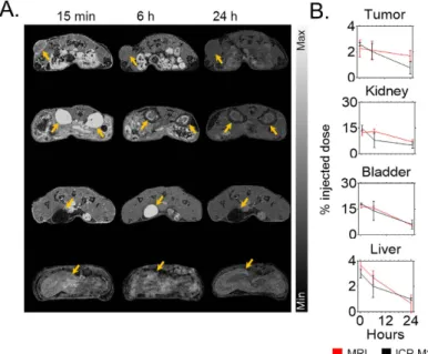 Figure 3.  Biodistribution study. (A) Axial magnetic resonance images post-i.v. injection of GdNP