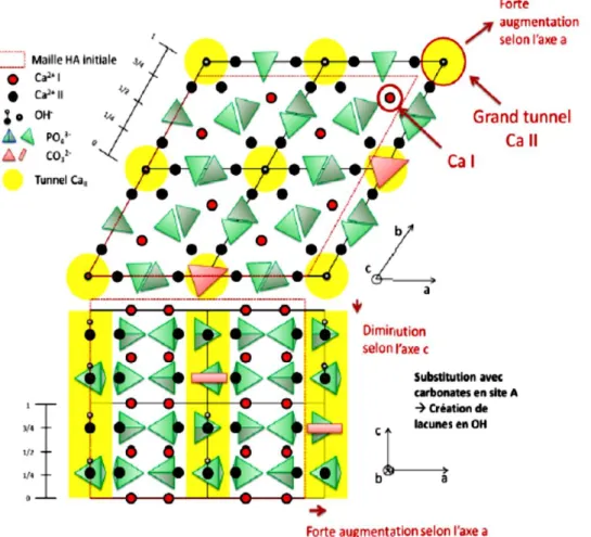 Figure I.19 : Projection de la structure de C A -CaHAp sur les plans (001) et (010)  [70] 