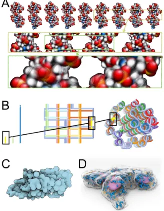 Figure 4: A- DNA dynamics depicted as time lapse-motion blurred rendering of an MD trajectory