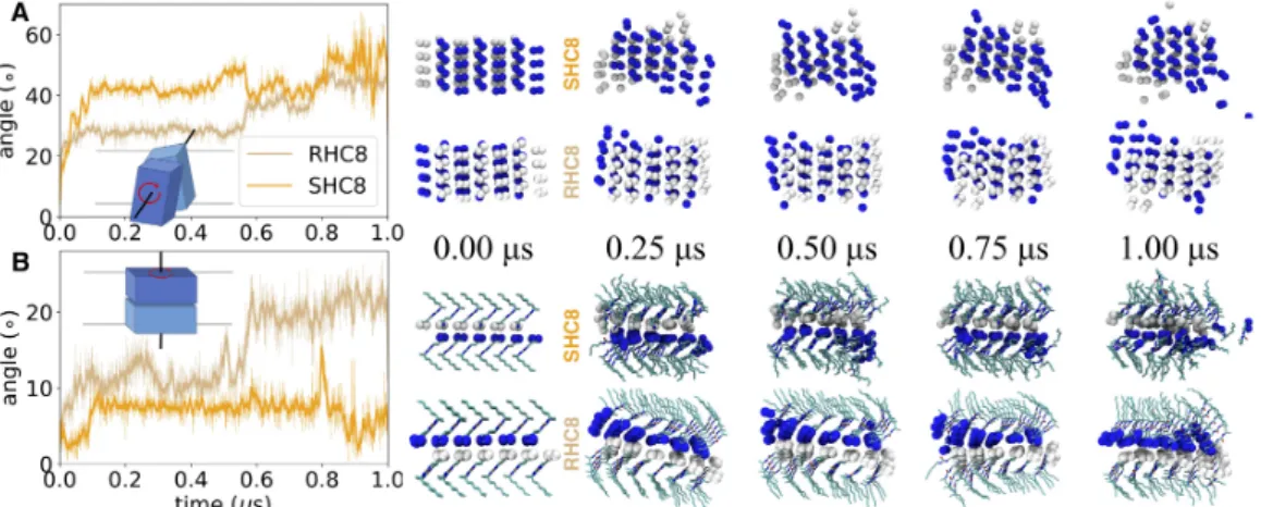Figure  4.  Rotational  reorientation  of  I-quartet  sheets  along  two  axes.  A,  Sideways  rotation  around  an  axis  parallel to the membrane plane, between lateral I-quartet leaflets