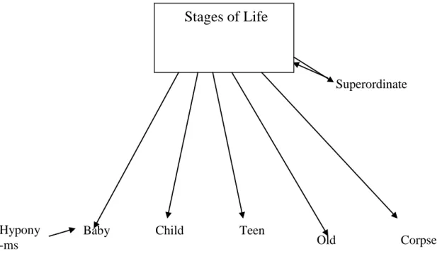 Figure 2: Hyponyms of the Superordinate of “Stages of Life” (Palmer, 1976: 96) 