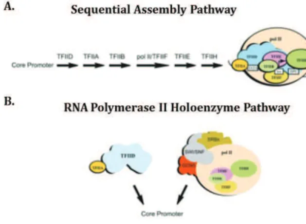 Figure 1.4.  Preinitiation complex assembly pathways.  