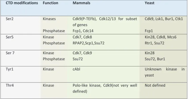 Table 3. CTD kinases and Phosphatase in mammals and in yeast .   Adapted from (Egloff, Dienstbier et al