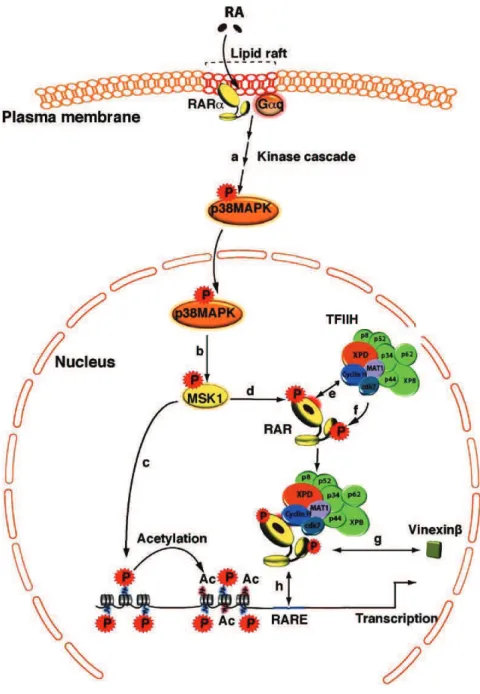 Figure 6. Crosstalk between the RA-activated p38MAPK pathway and the expression of RAR target  genes