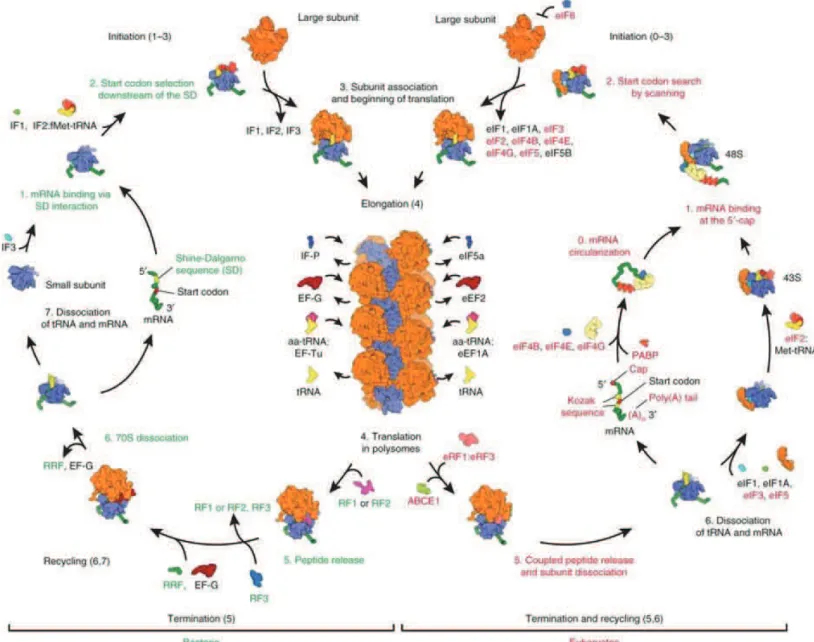 Figure  1:  Scheme  depicting  translation  cycle.  In  bacteria  (on  the  left)  and  in  eukaryotes  (on  the  right)